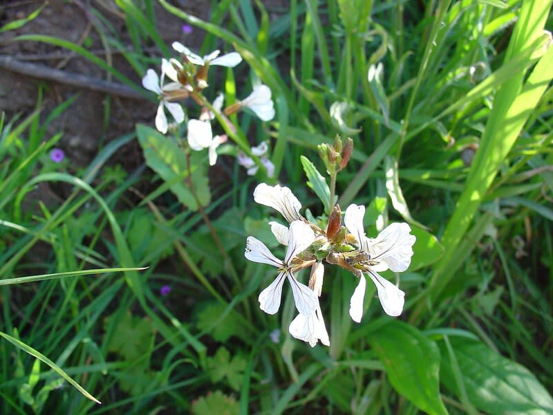 Eruca vesicaria sativa