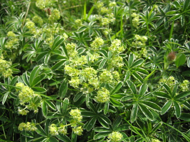 Alchemilla alpina