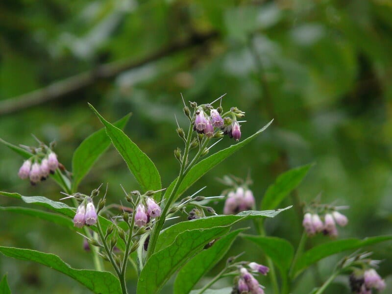 Symphytum officinale