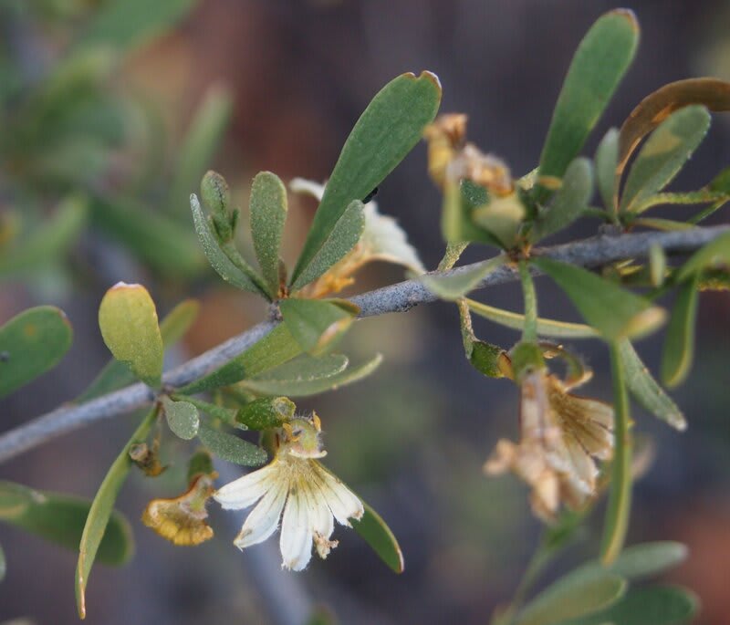 Scaevola spinescens