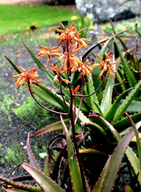 blumentopf für aloe vera Aloe Vera 19cm Topf main image 1