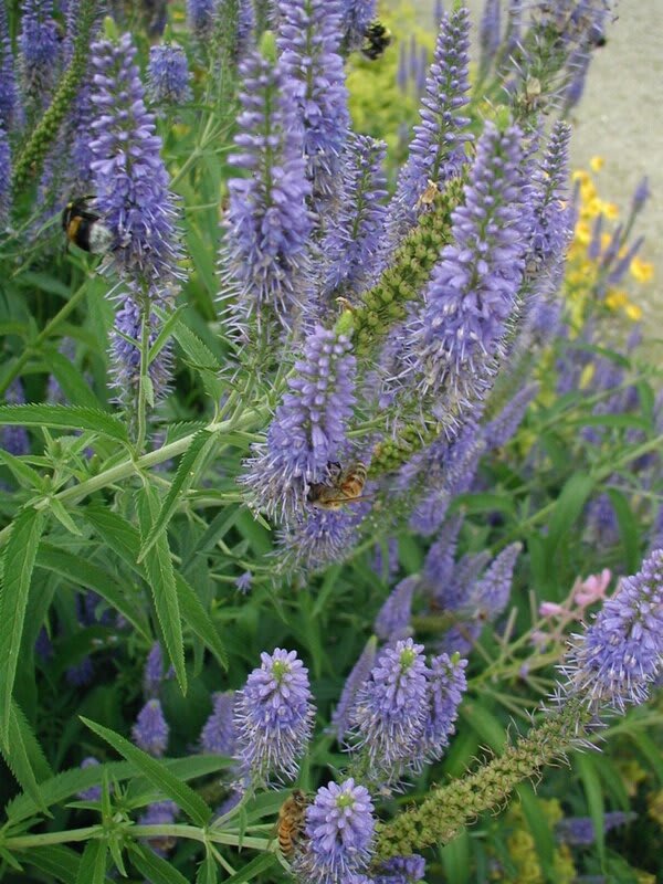 Veronica longifolia