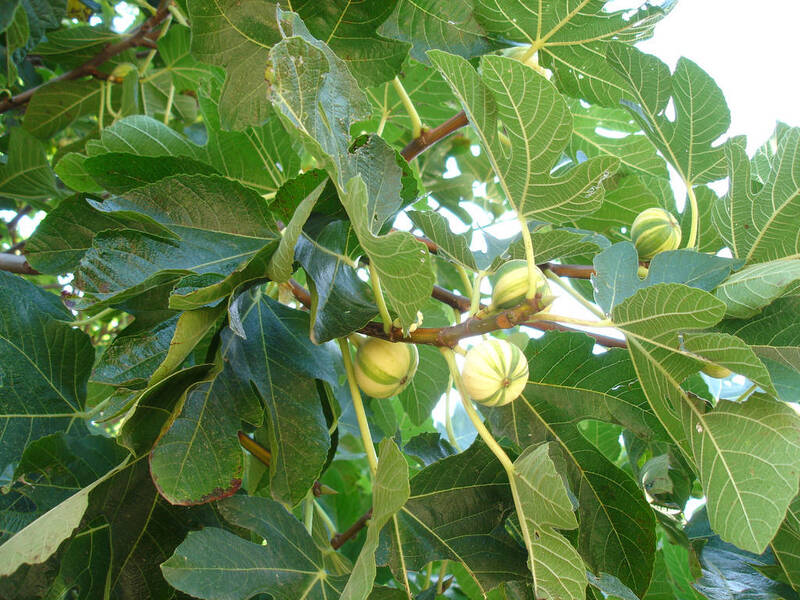 Ficus carica