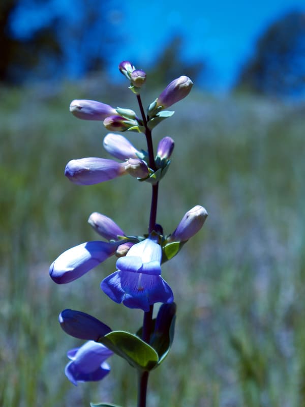 Penstemon grandiflorus | LexiPlant