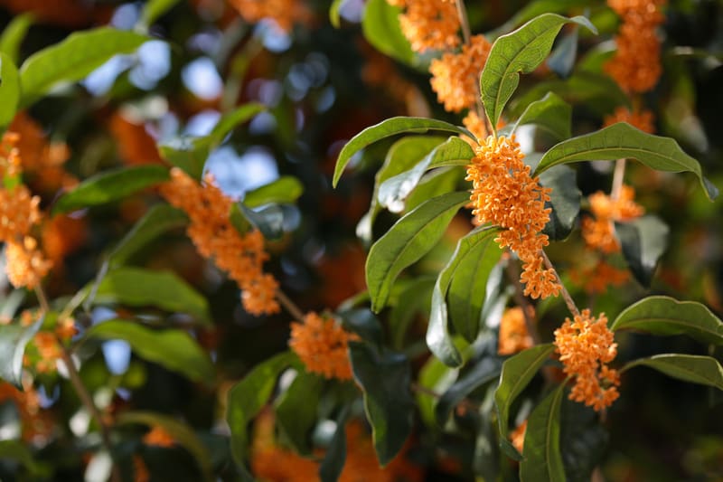 Osmanthus fragrans | LexiPlant