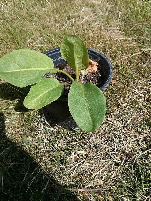 Rumex patientia
