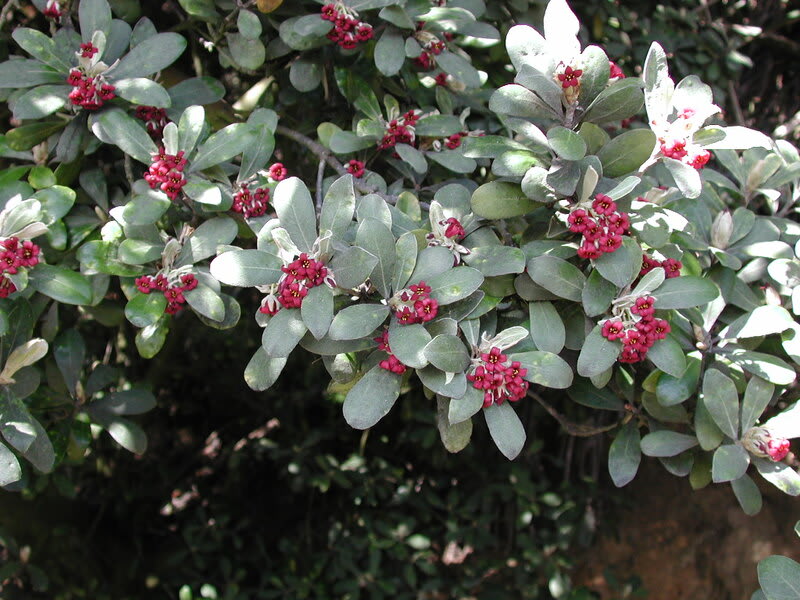Pittosporum crassifolium