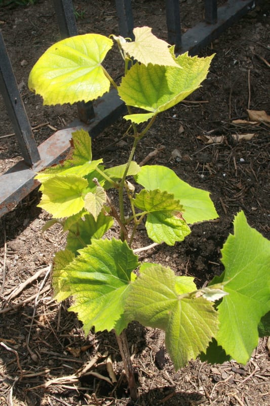 Vitis labrusca
