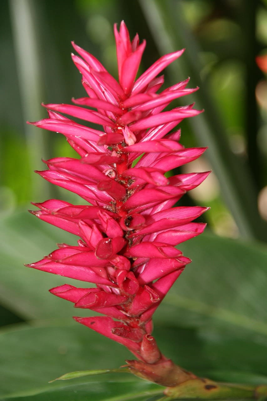 Alpinia galanga