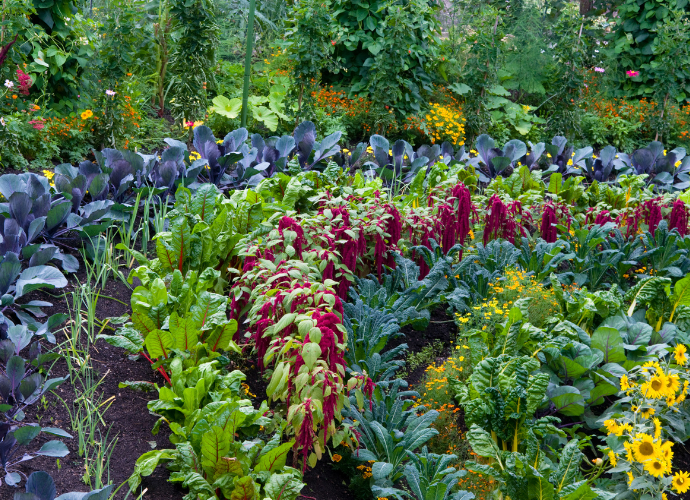 Permaculture garden with plant diversity