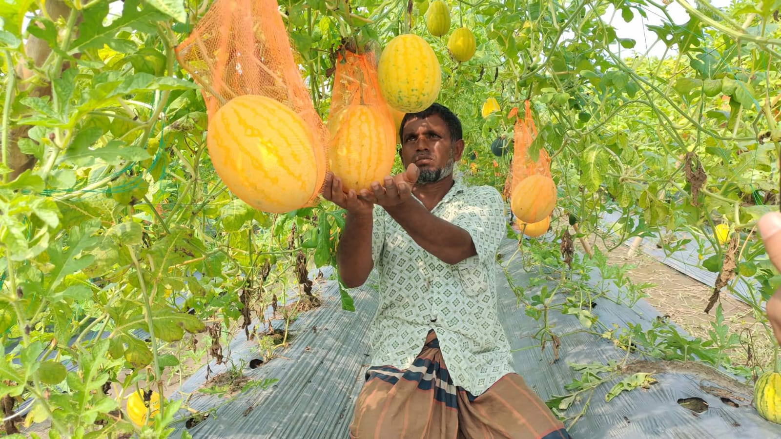 নীলফামারীতে মাচায় ঝুলছে অসময়ের তরমুজ: ৩ বিঘায় ৬ লাখ টাকা লাভের স্বপ্ন ওমর আলীর