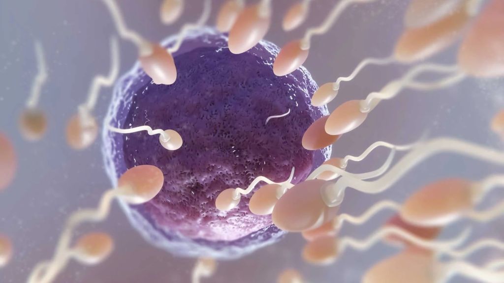 Descoberta de proteína lança luz para a Fertilidade Masculina