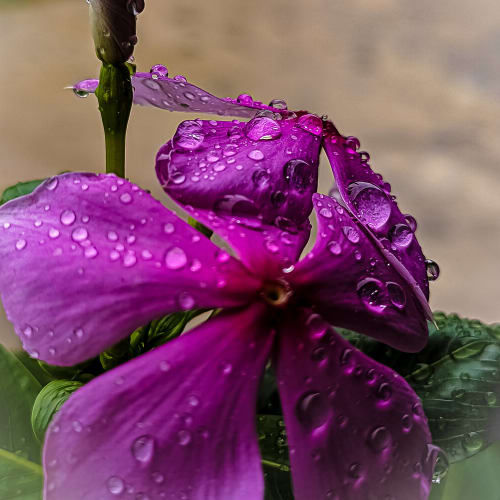 Pink flower