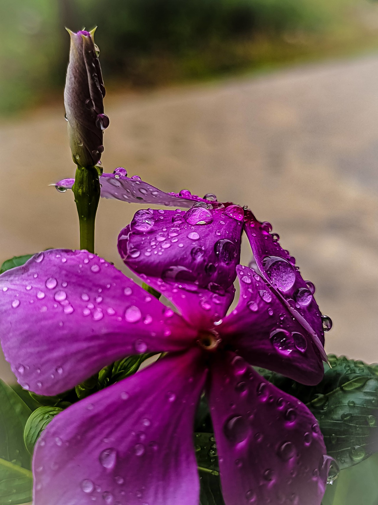 Pink flower