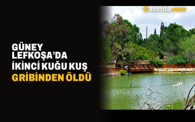 Güney Lefkoşa’da ikinci kuğu kuş gribinden öldü
