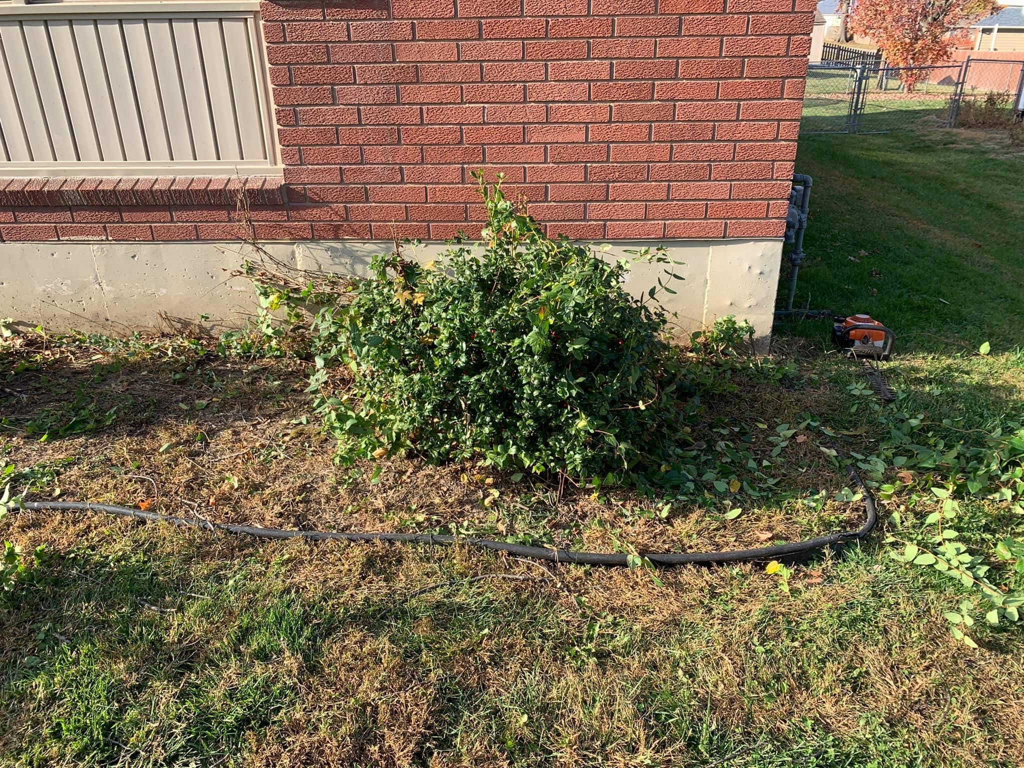 Bush Trimming and Mulch