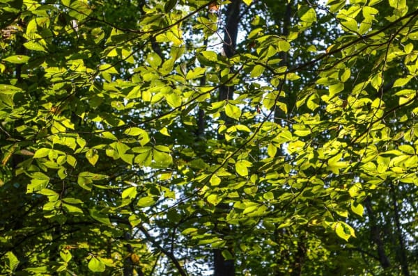 Slippery Elm Supplier & Wholesaler #2