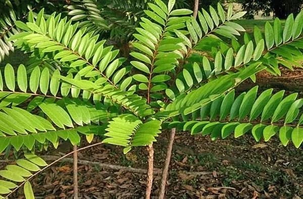 Longjack (Tongkat Ali) Supplier & Wholesale Manufacturer