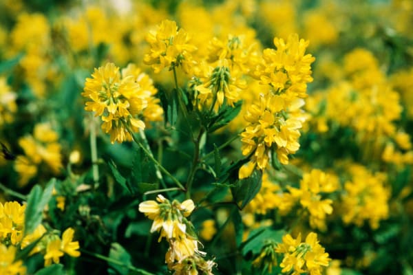 Fenugreek Supplier & Wholesaler #2