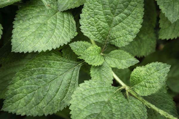 Nettle Supplier & Wholesaler #2