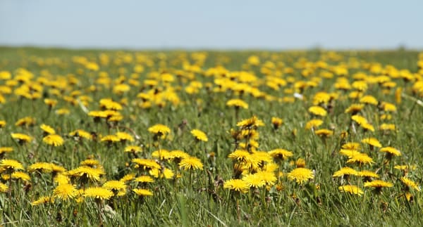 Dandelion Supplier & Wholesaler #2