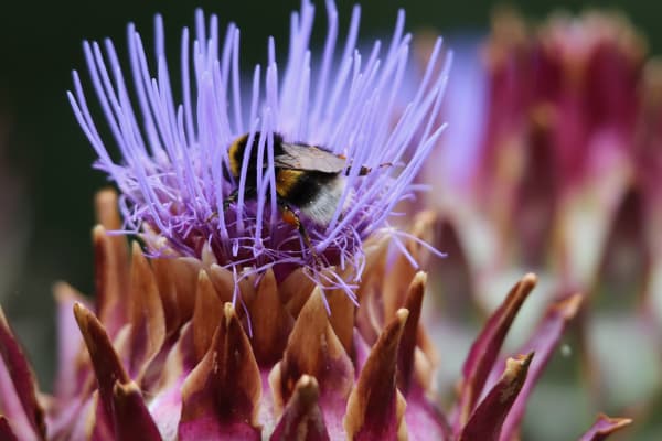Artichoke Supplier & Wholesale Manufacturer