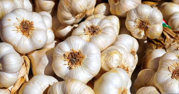 Garlic Supplier & Wholesaler #2