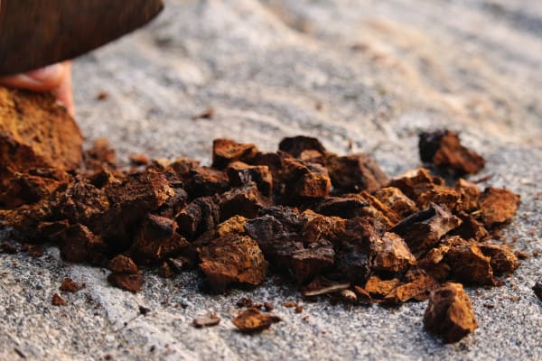 Chaga Mushroom Supplier & Wholesaler #2
