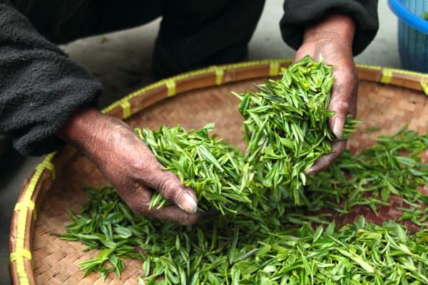 Green Tea Supplier & Wholesale Manufacturer