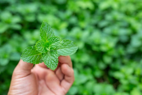 Peppermint Supplier & Wholesale Manufacturer