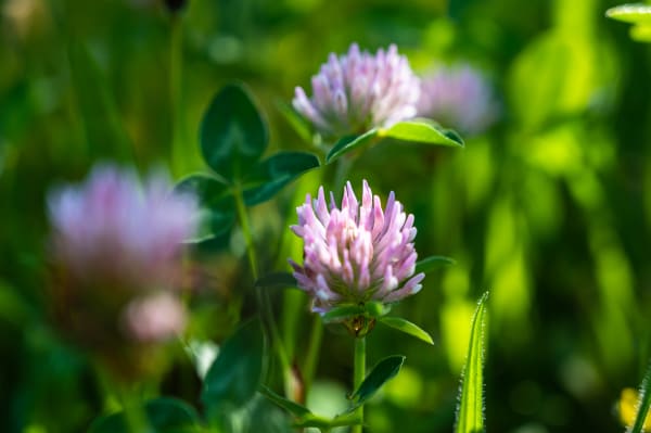 Red Clover Supplier & Wholesaler #2