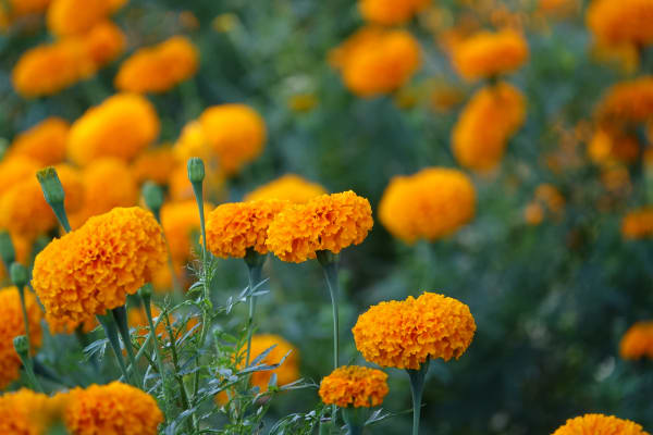 Calendula Supplier & Wholesale Manufacturer