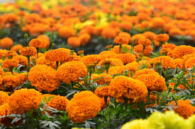 Lutein 10% Supplier & Wholesale Manufacturer