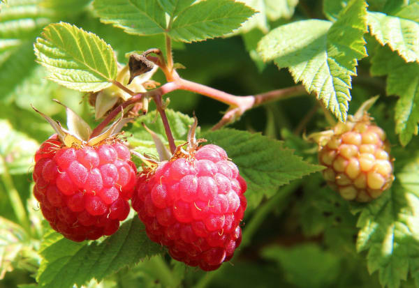 Raspberry Supplier & Wholesale Manufacturer