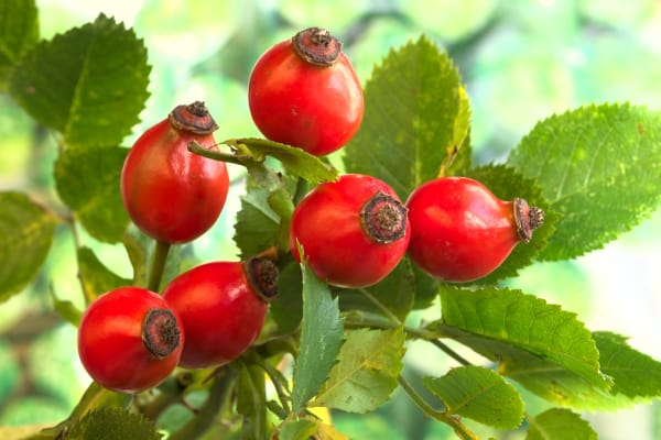 Rose Hips Supplier & Wholesale Manufacturer