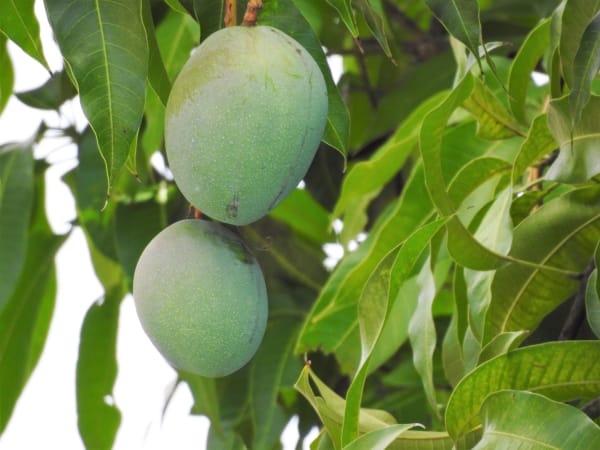 Mango Supplier & Wholesale Manufacturer