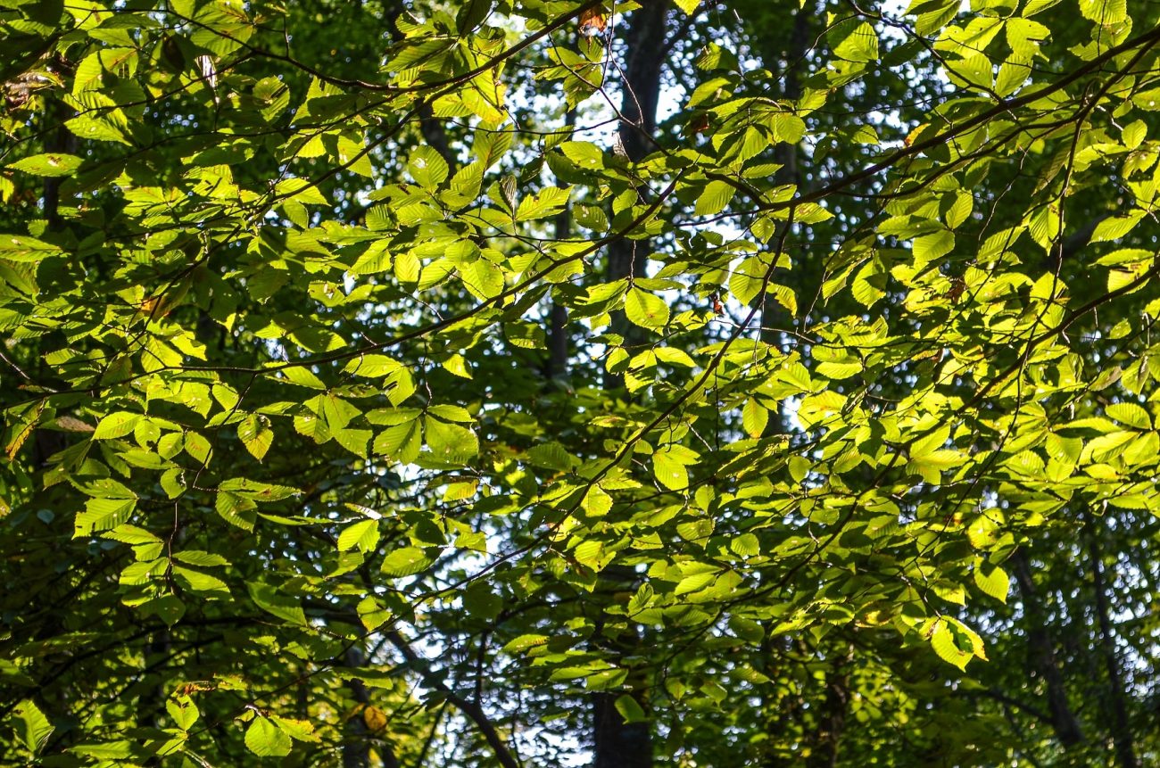 Slippery Elm botanical extract ingredient