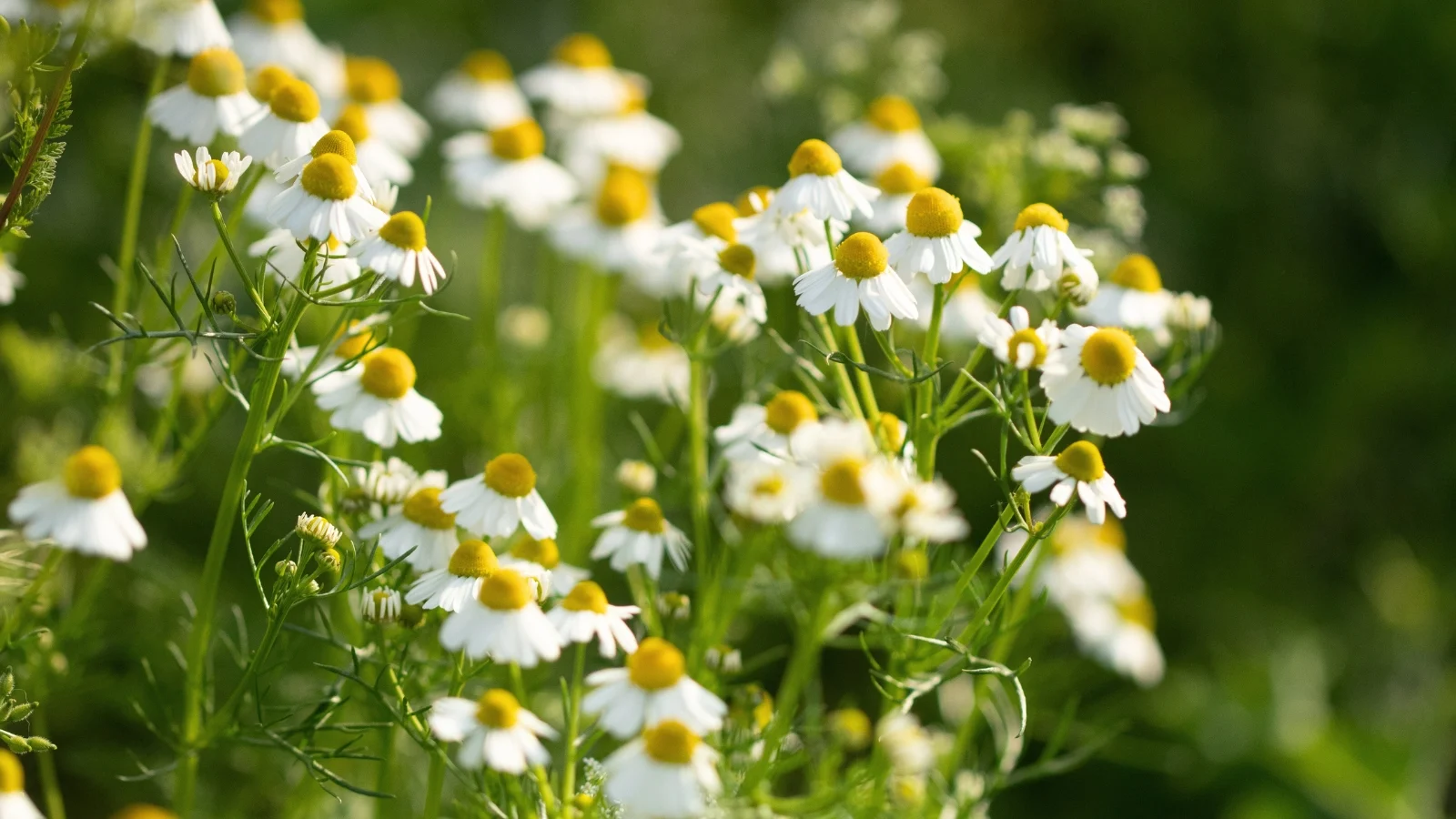 Chamomile botanical extract ingredient