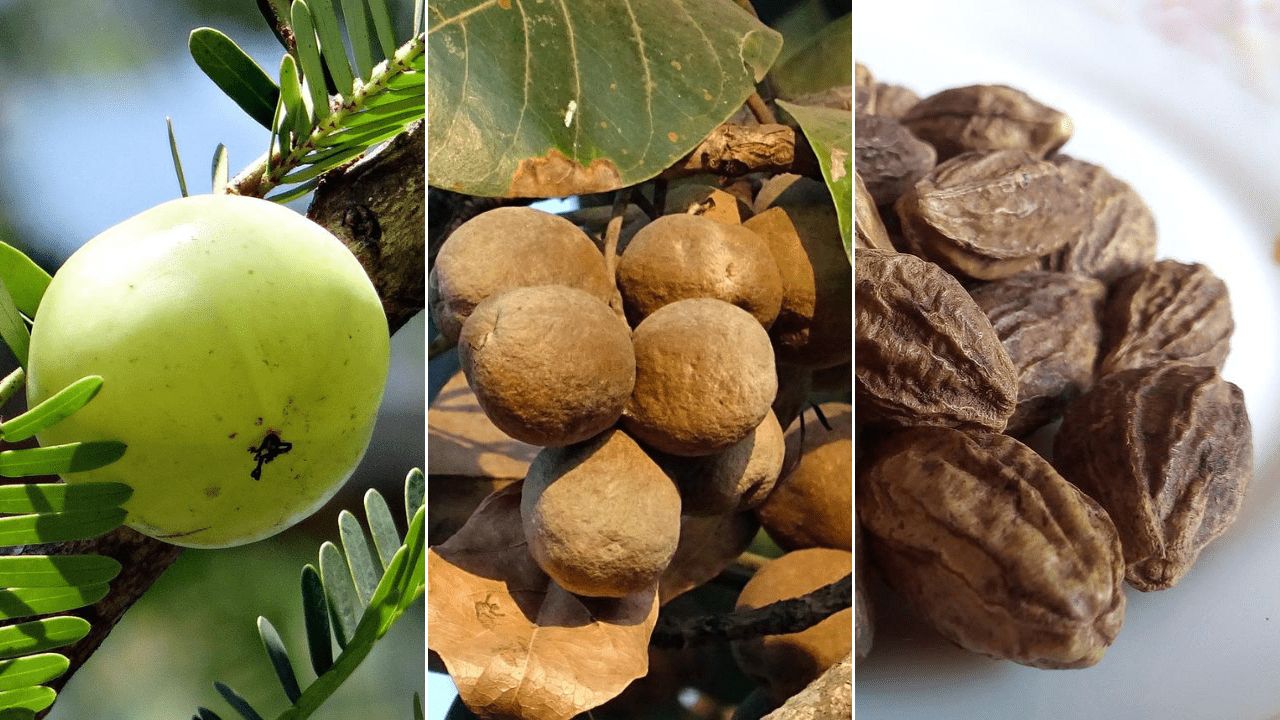 Triphala botanical extract ingredient
