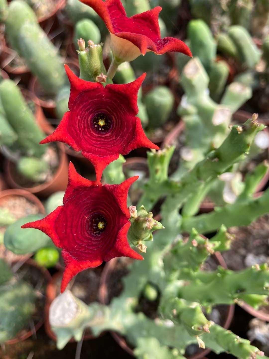 Caralluma botanical extract ingredient