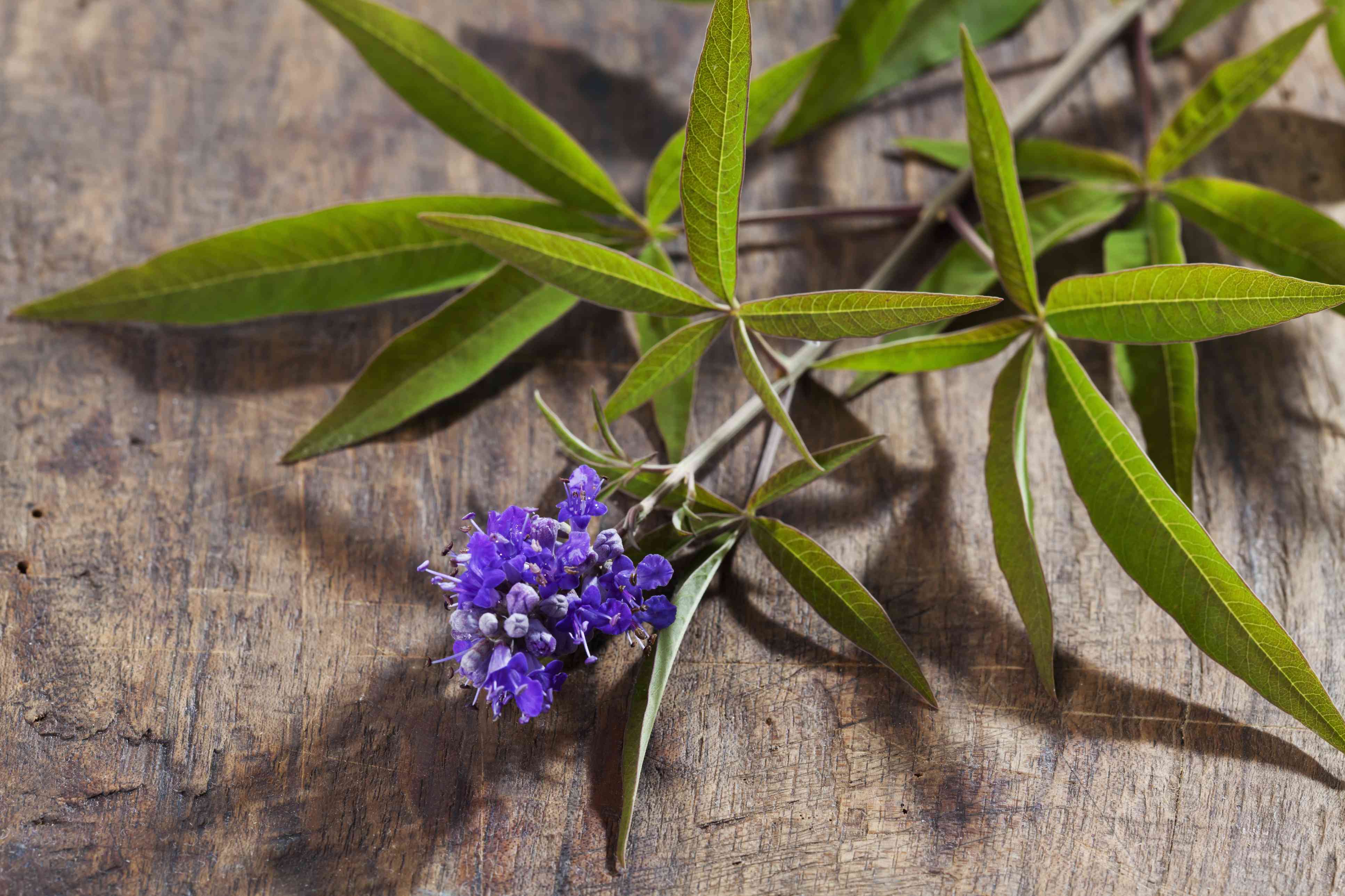 Chasteberry (Vitex) botanical extract ingredient