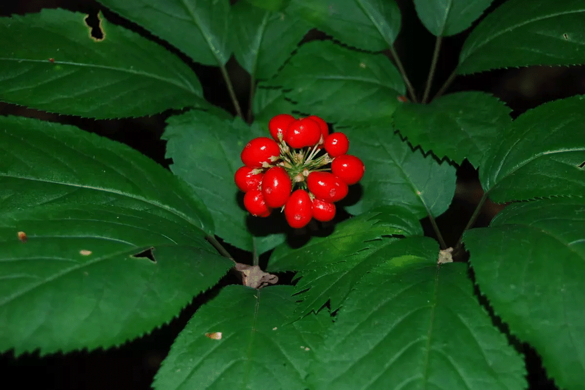 American Ginseng botanical extract ingredient