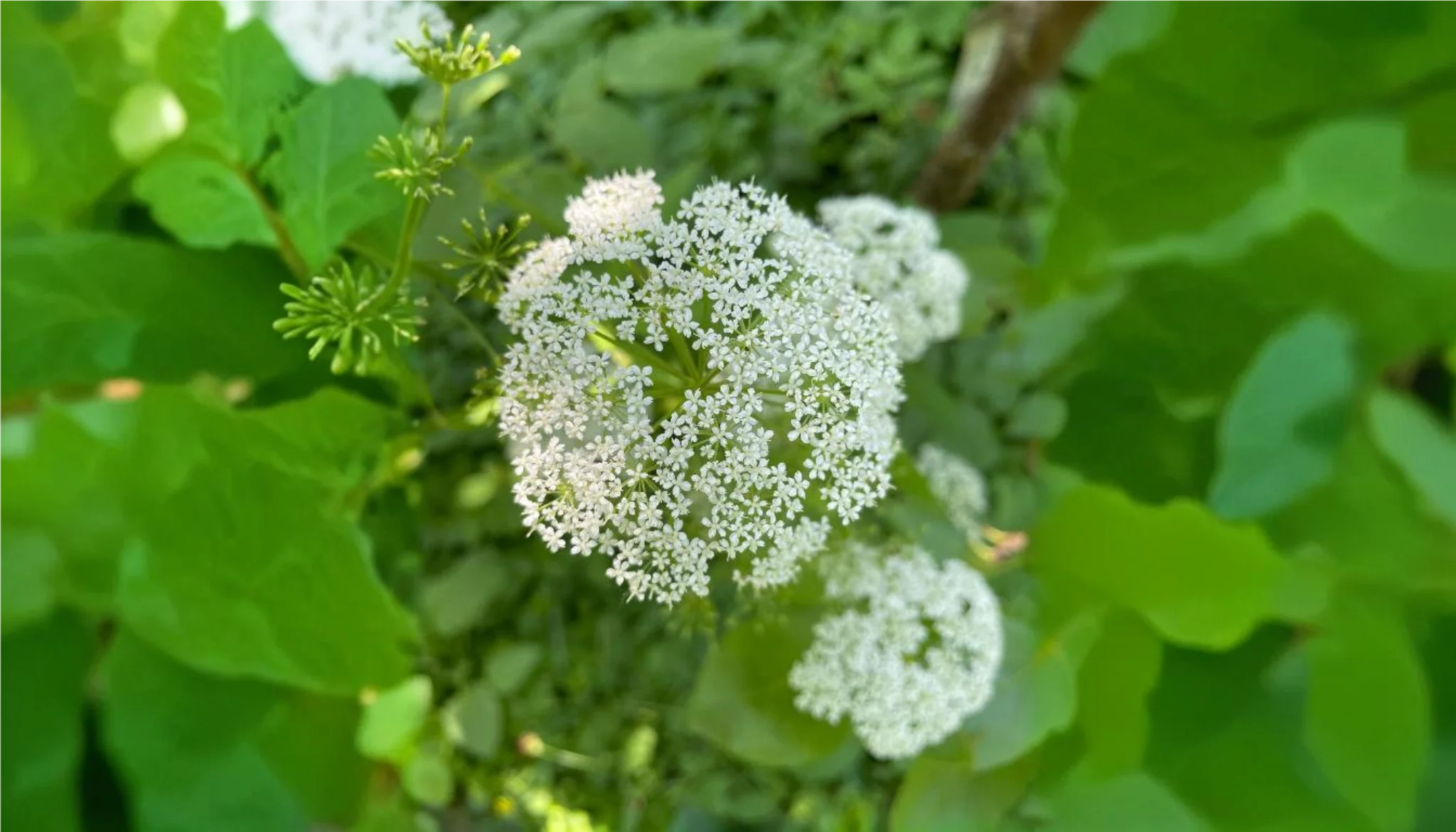 Dong Quai botanical extract ingredient