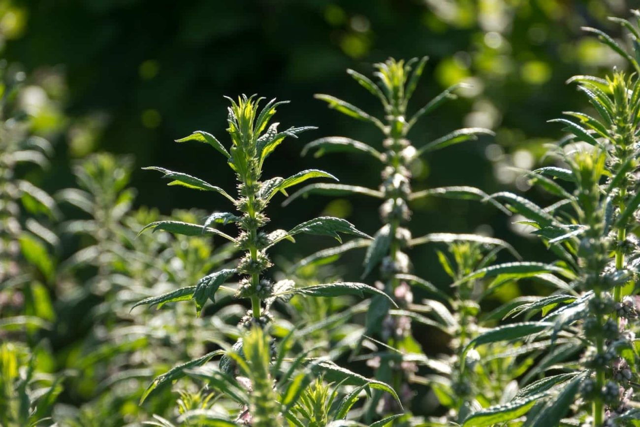 Motherwort botanical extract ingredient