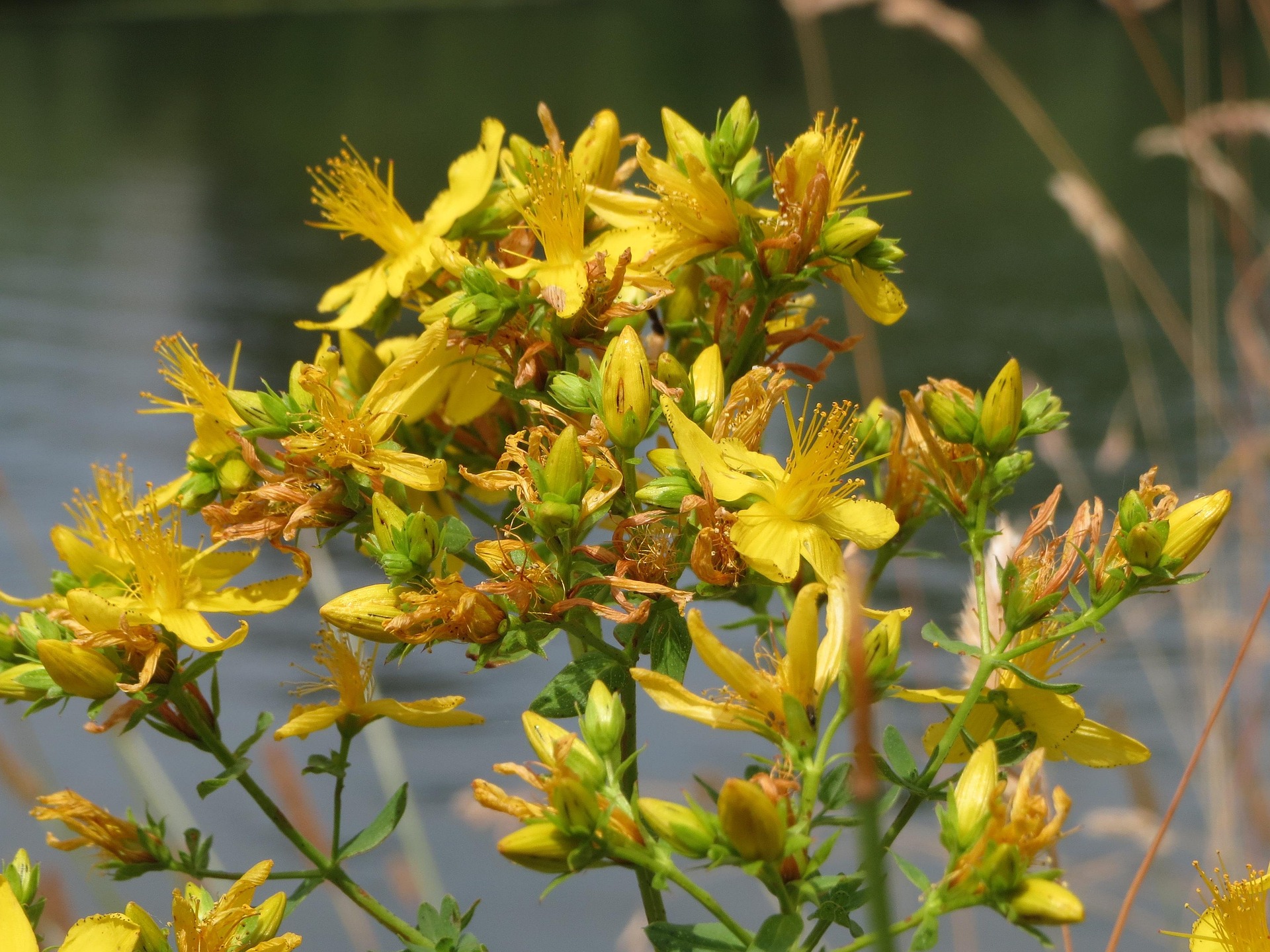 St. John botanical extract ingredient