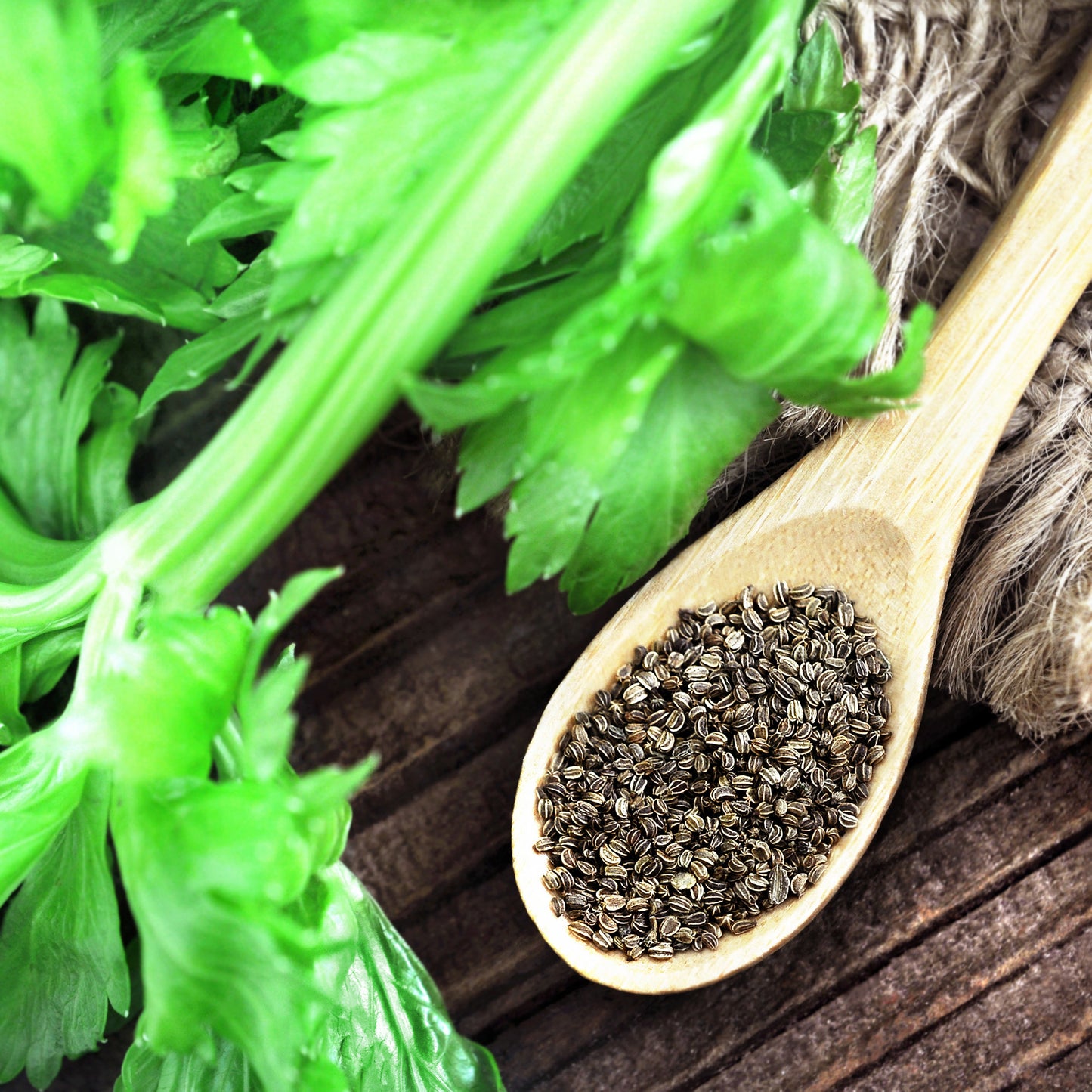 Celery Seed botanical extract ingredient
