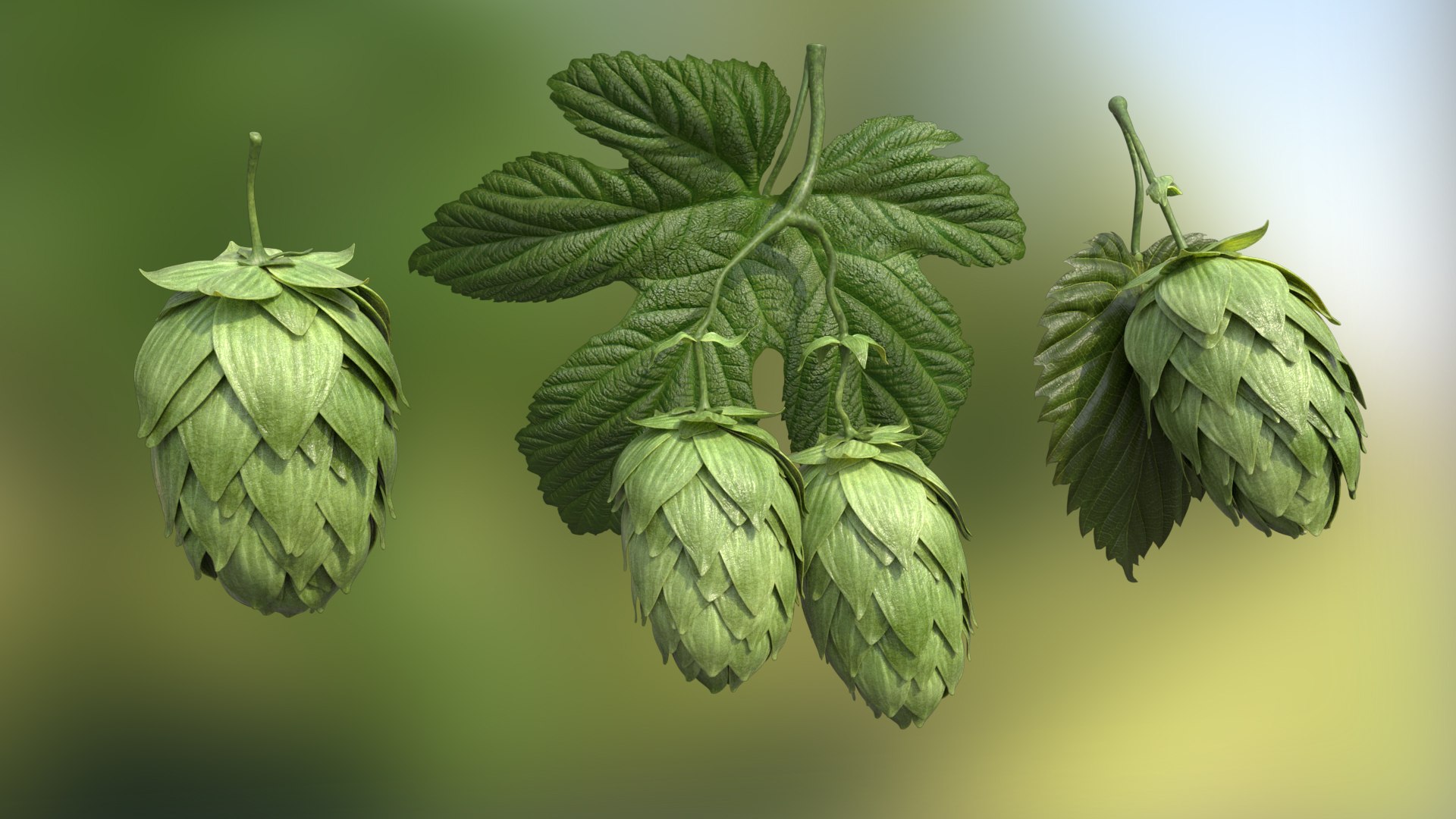 Hops Powder Extract botanical extract ingredient