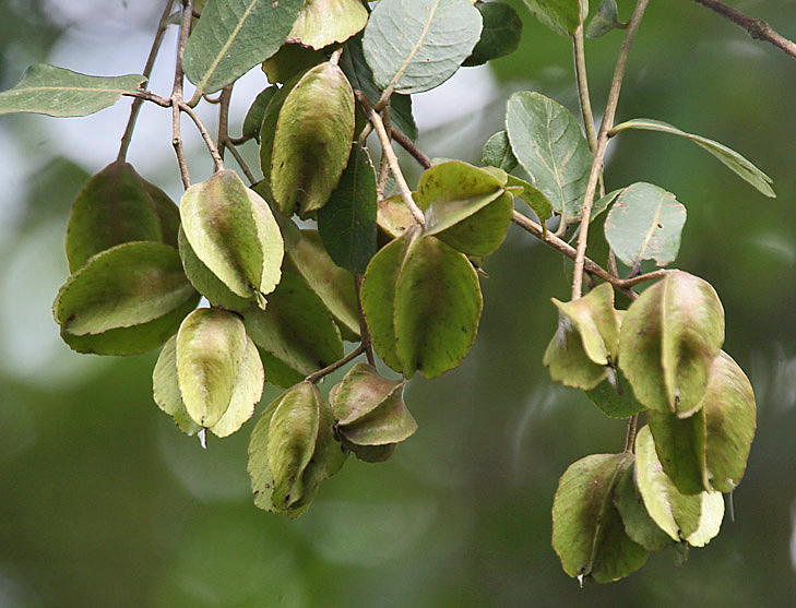 Arjuna botanical extract ingredient