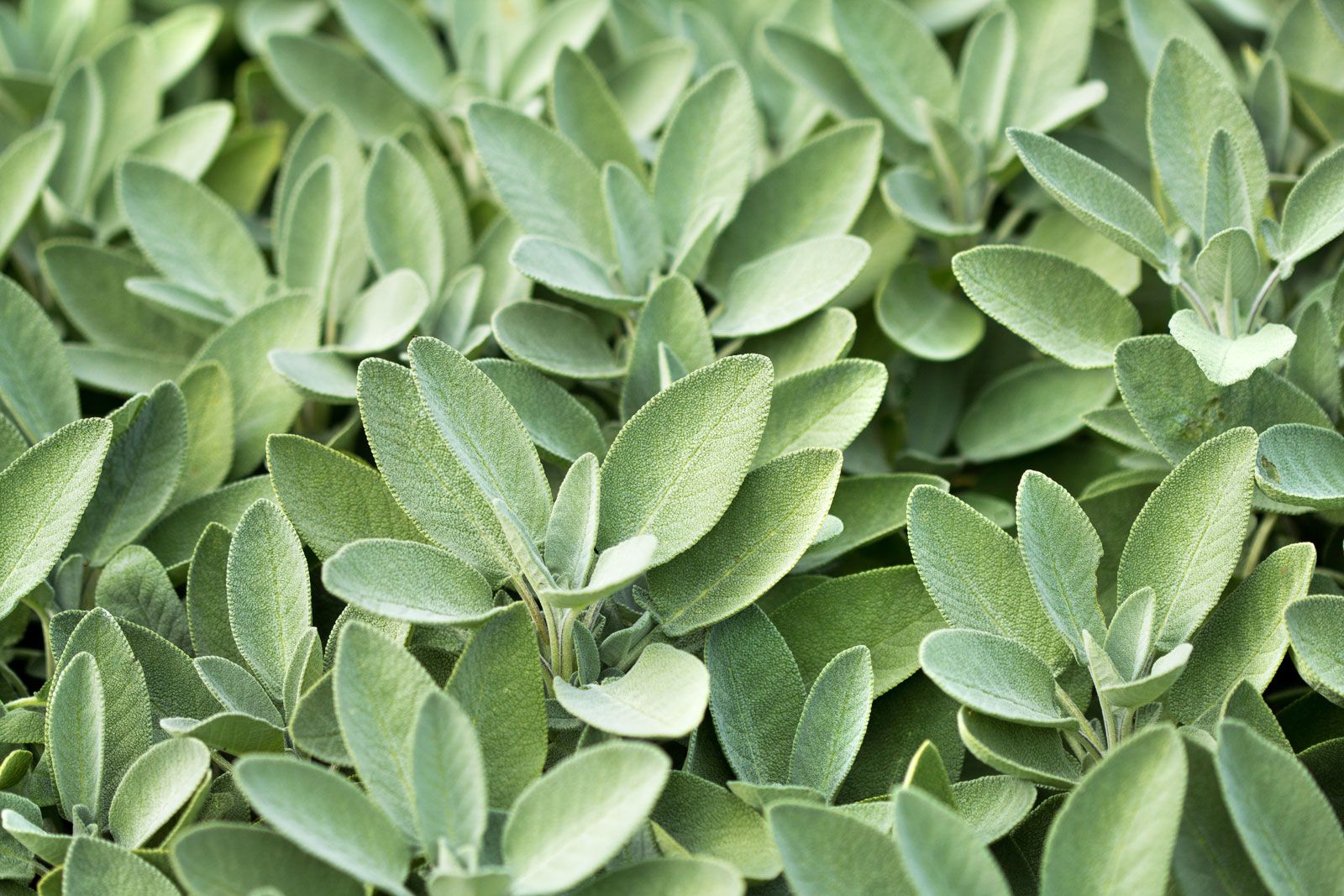 Sage Powder Extract botanical extract ingredient