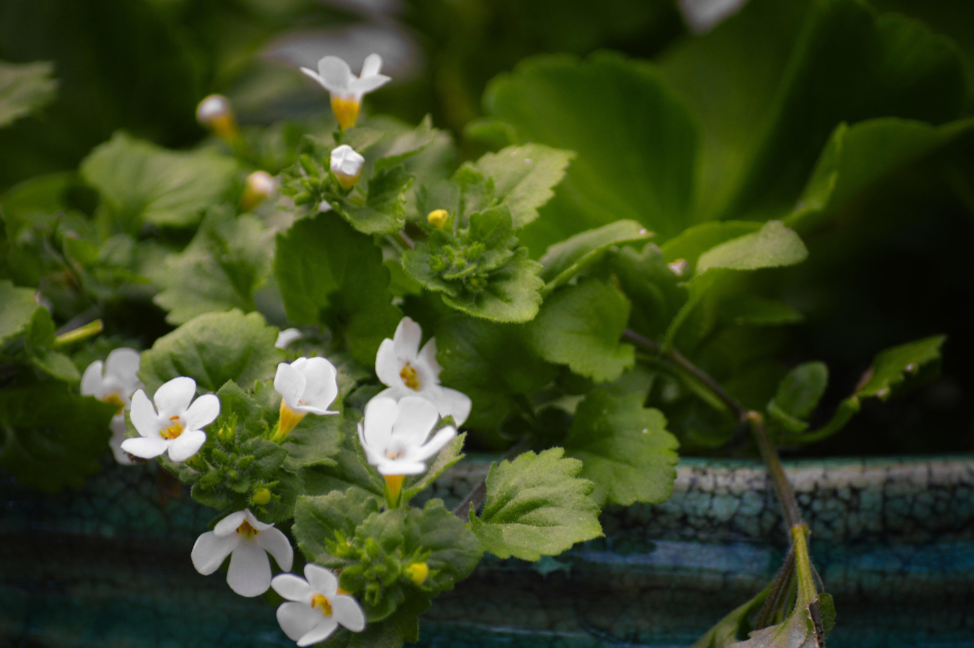 Bacopa botanical extract ingredient
